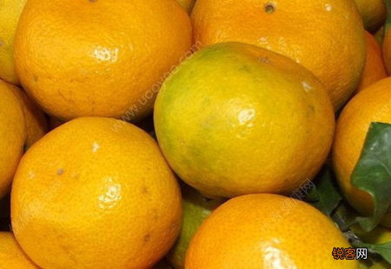 橘子能缓解晕车吗 晕车吃橘子好不好