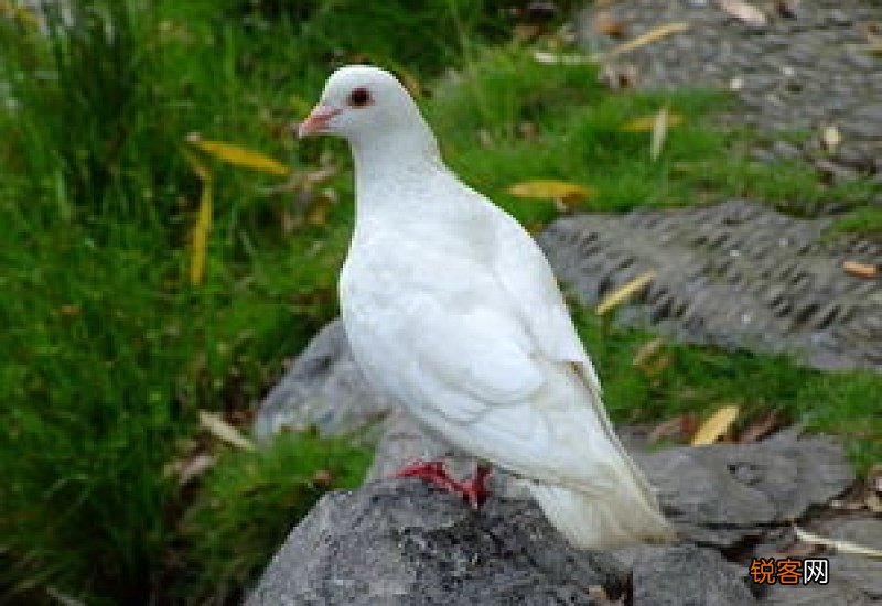 鸽子孵化需要注意什么