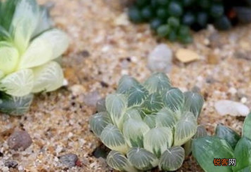 多肉夏天能晒太阳吗