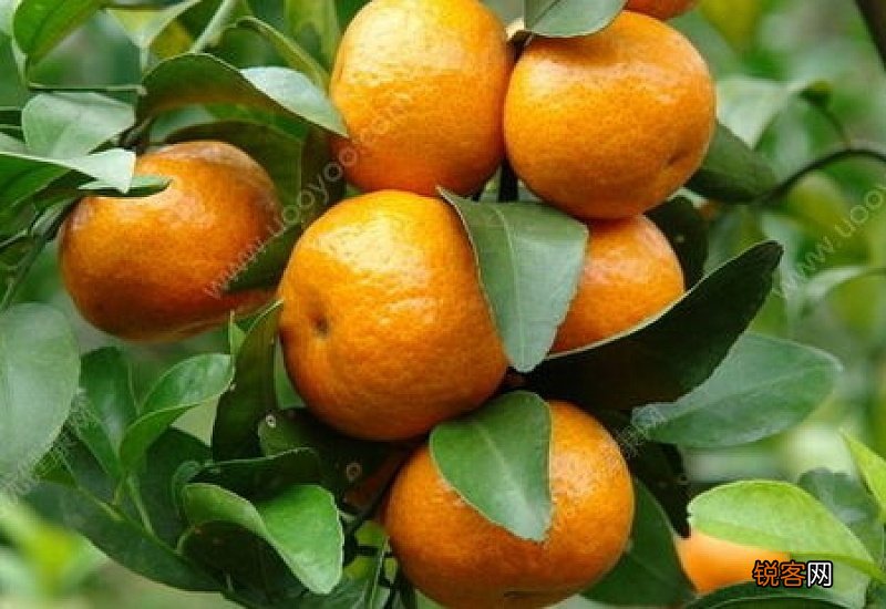 橘子补充什么维生素 吃橘子能补充什么维生素