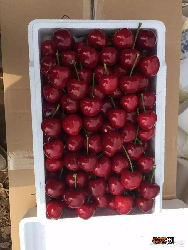 开一家水果店一般在哪里批发进货？有没有网上电商进货渠道呢？