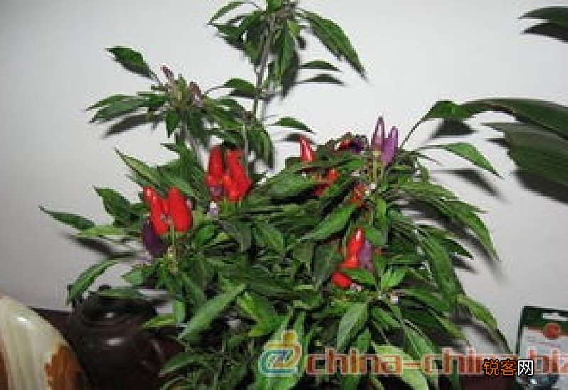 五彩辣椒家庭盆栽方法移盆