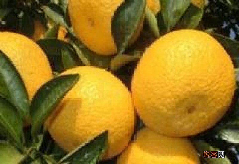 橘柚属于橘子还是柚子 甜橘柚是不是转基因