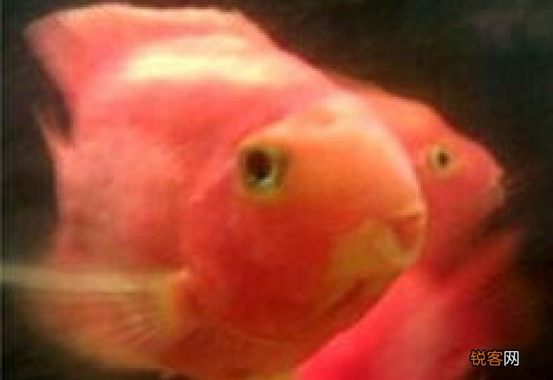 金鱼的外形是怎样的10个字