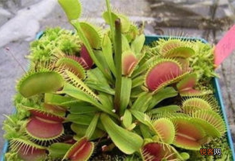 捕蝇草怎么浇水