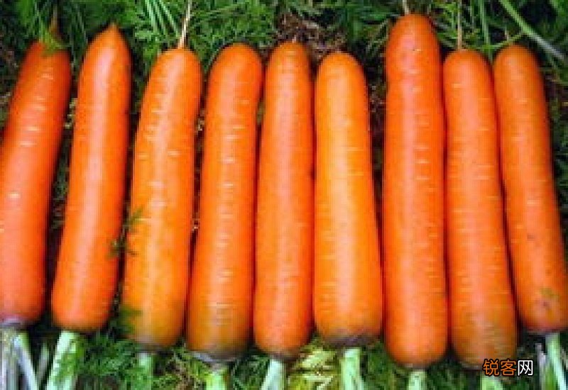 胡萝卜几天发芽