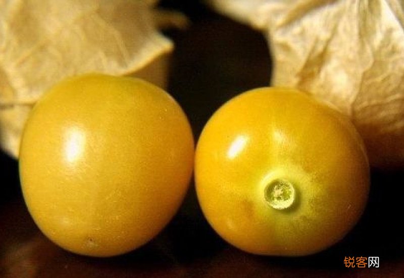 菇茑吃多了会怎样