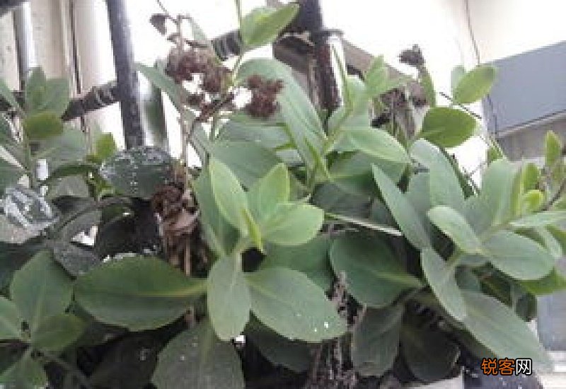 什么植物最耐旱