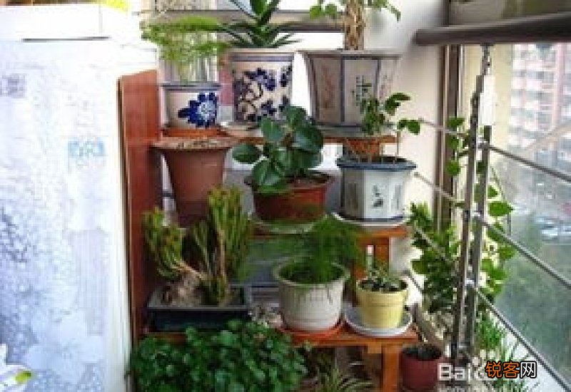 植物浇水过多怎么办