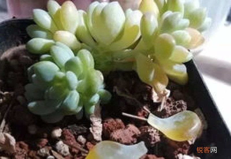 多肉叶子化水怎么办