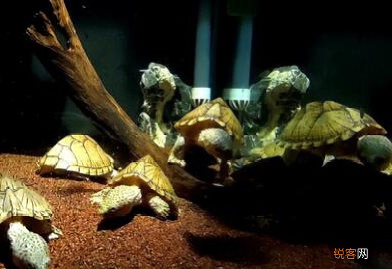 头盔蛋龟是深水龟吗