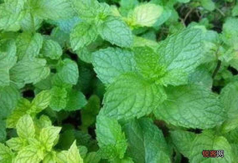 薄荷与石香的区别