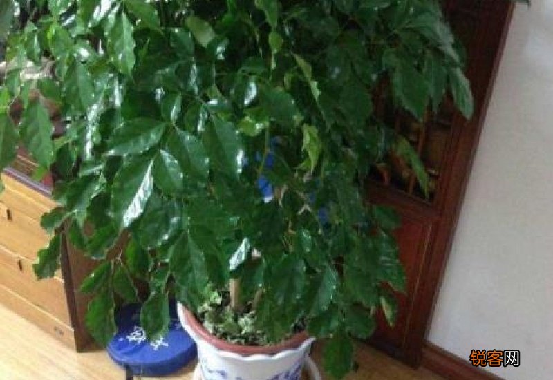 幸福树冬季叶子掉光了