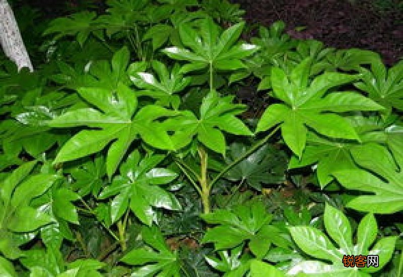 八角金盘生长速度