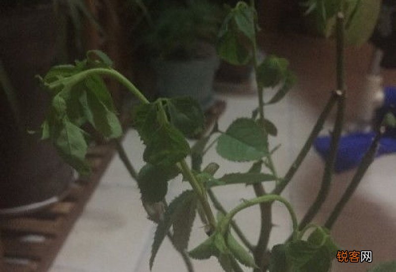 月季新长出来的嫩叶蔫掉