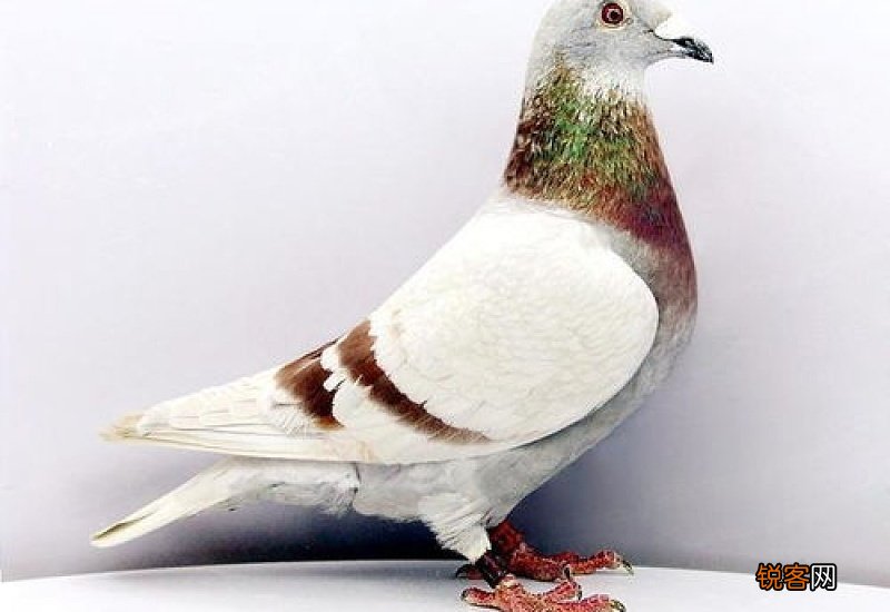 鸽子能吃蔬菜吗