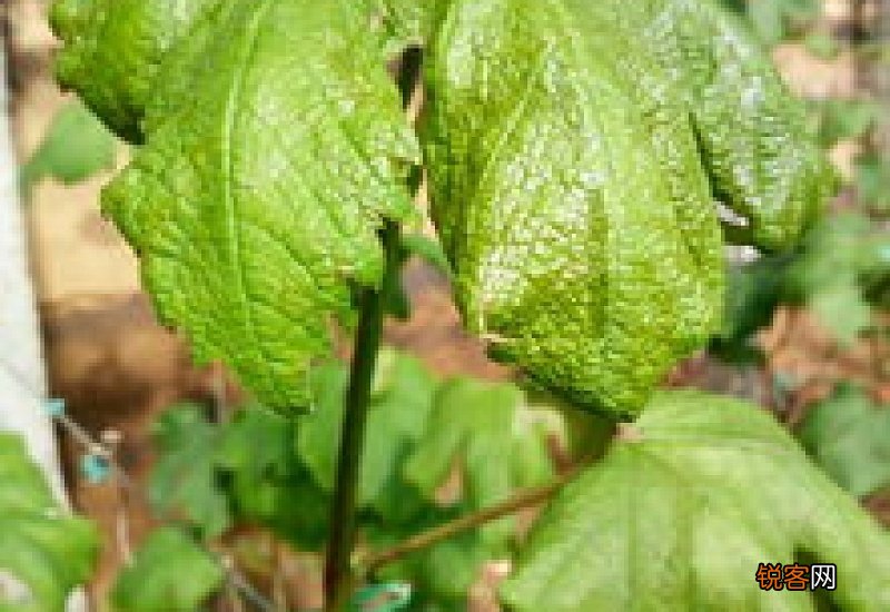 葡萄叶子卷起来是什么原因