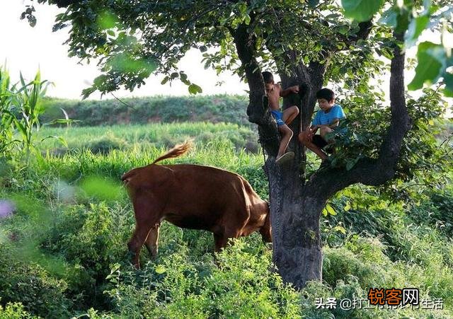 70后,还记得当年那些家务活吗？