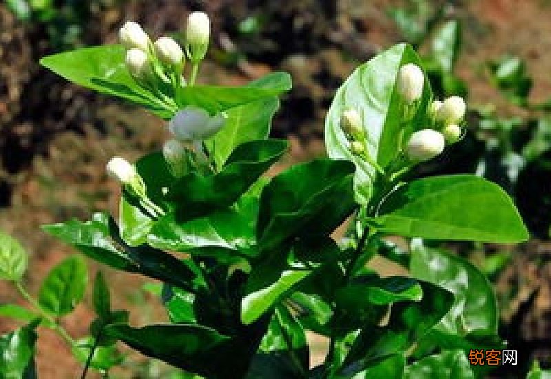 冬季茉莉叶子干焦怎么办