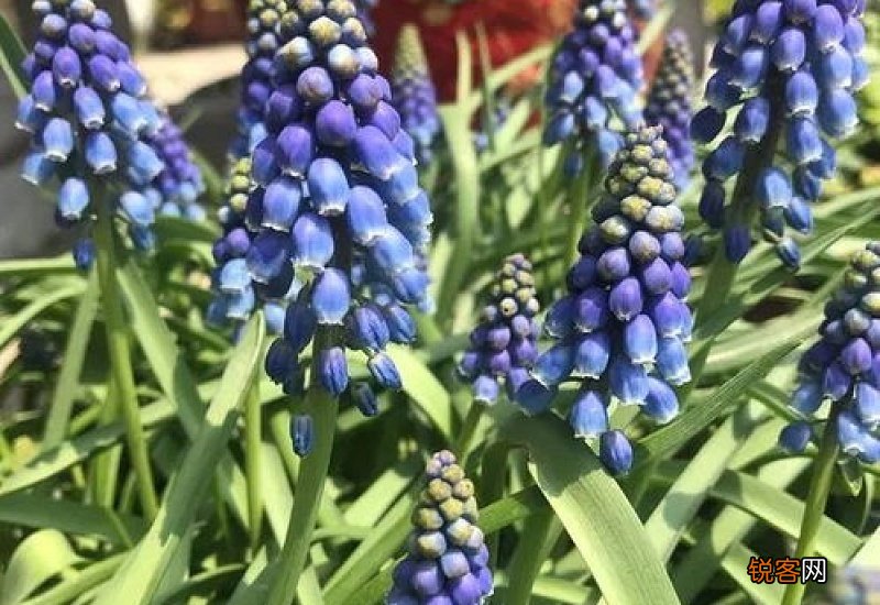 葡萄风信子耐寒温度