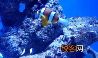 海底是什么样的 海底有山吗
