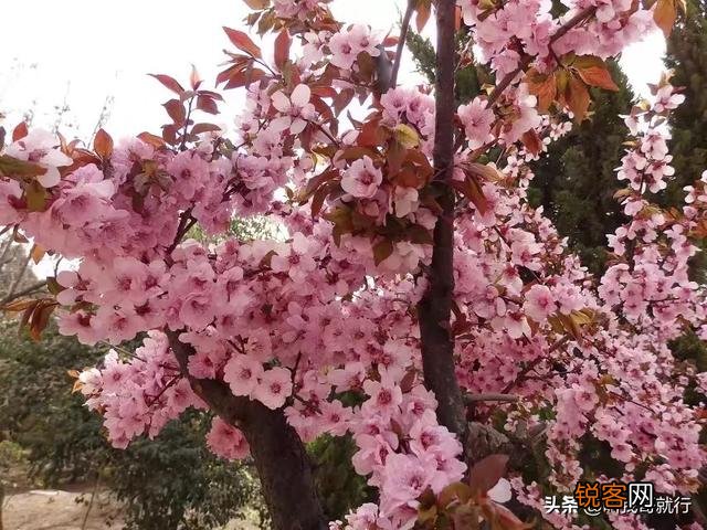 六、七十年代,农村没有电、电视等,当时的青少年是怎么玩的？