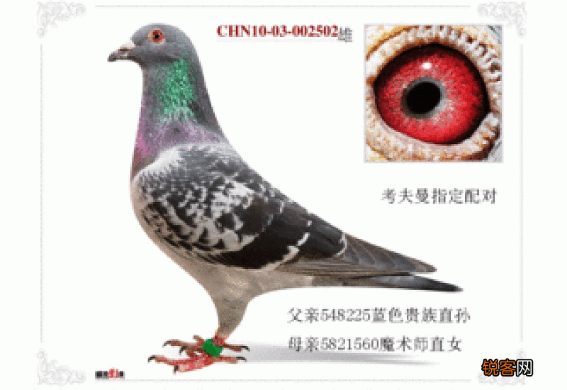 信鸽考夫曼特点