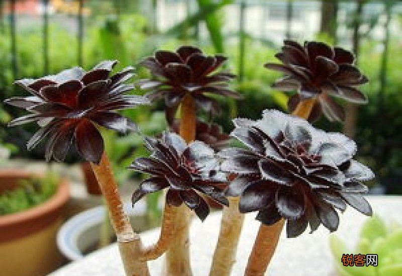 黑法师太高怎么截枝