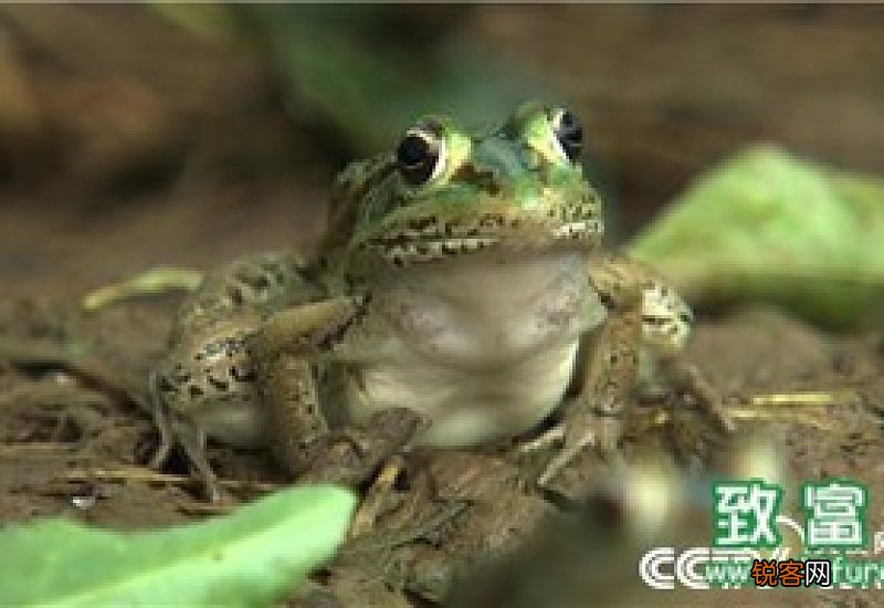 青蛙的避暑方法是什么?