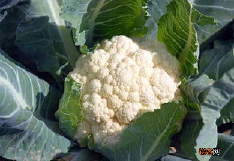 菜花为什么光长叶子不长花可以折部分老叶吗