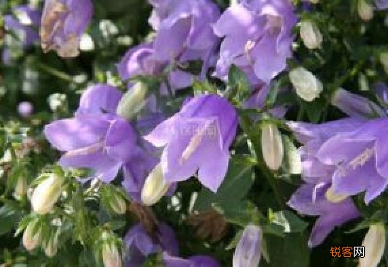 紫斑风铃草怎么繁殖