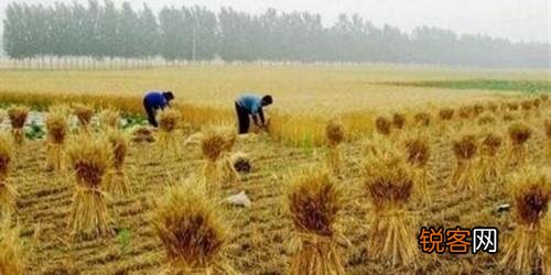 70年代农村生产队的饲养员是个好差事,却都不愿意干,为什么？