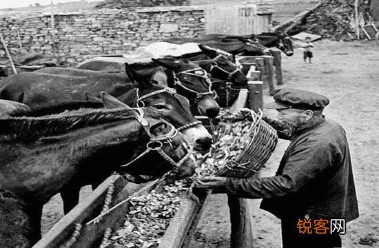 70年代农村生产队的饲养员是个好差事,却都不愿意干,为什么？