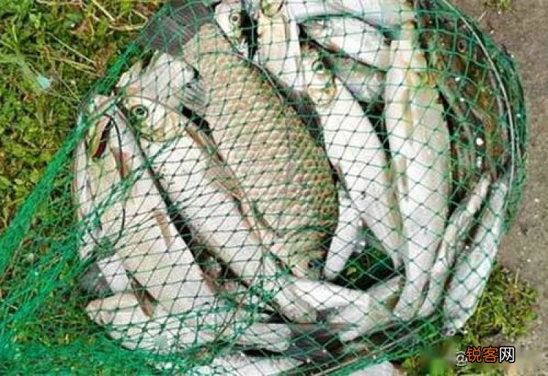 翘嘴白天钓还是晚上钓好