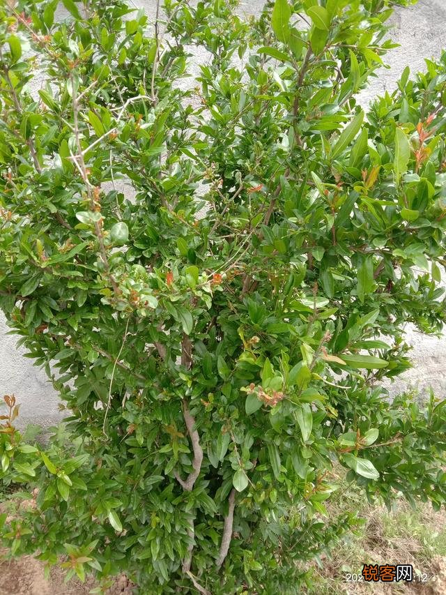 70年代的时候,即使不在农村,能吃上肉是不是也是一件美事？