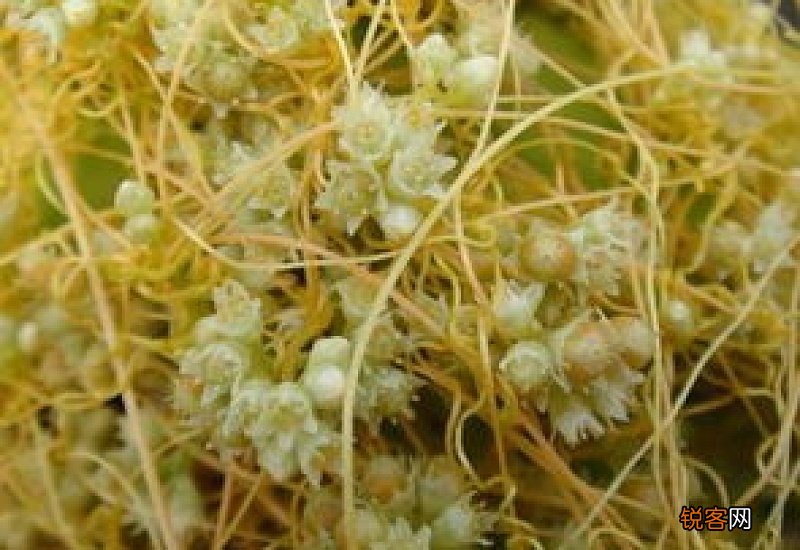 菟丝子与大豆是什么关系?