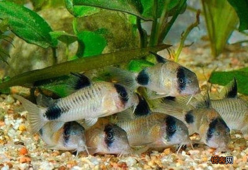 草缸可以养鼠鱼吗