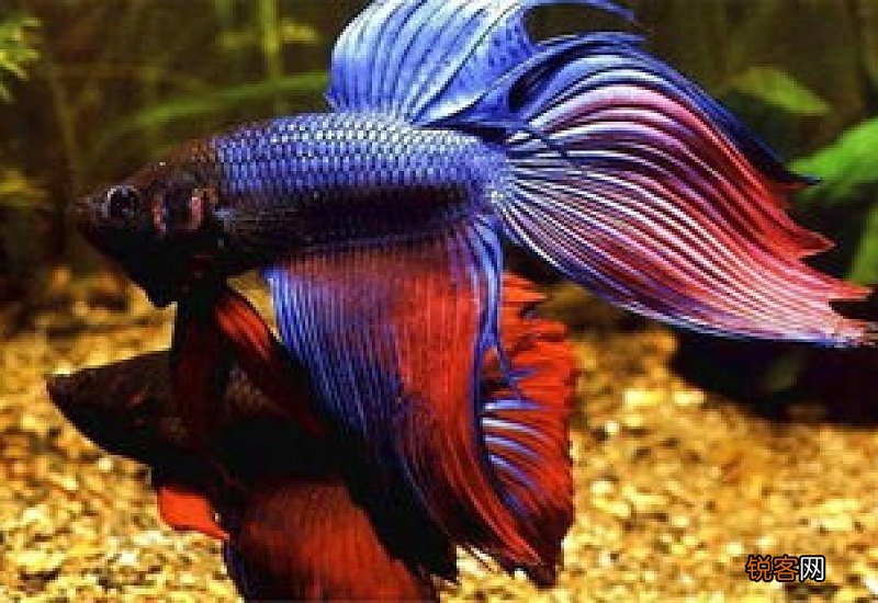 养泰国斗鱼用什么水草