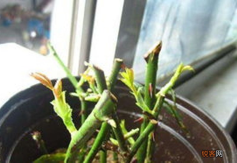 扦插火龙果怎么快速生根