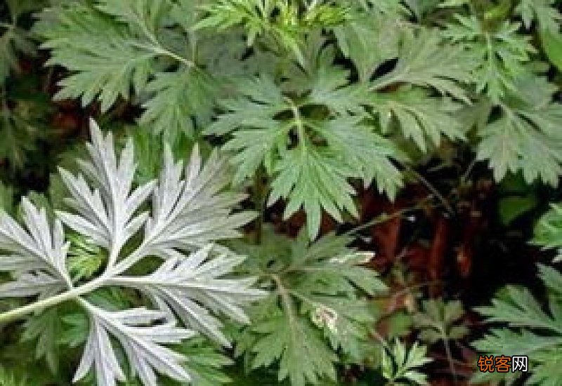 艾草和野艾蒿功效一样吗