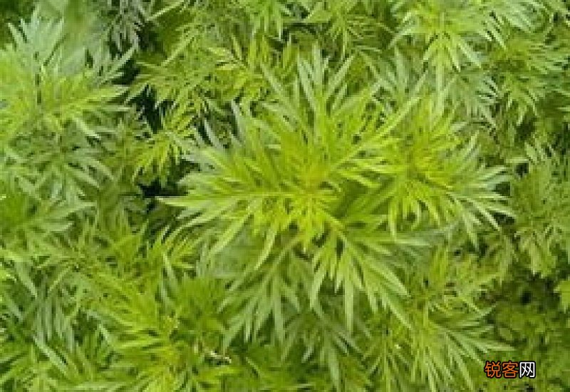 艾草好还是野艾蒿好
