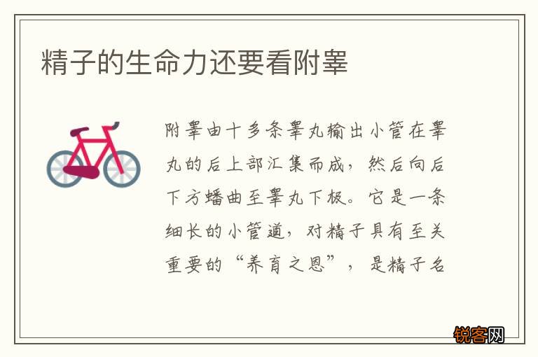 精子的生命力还要看附睾