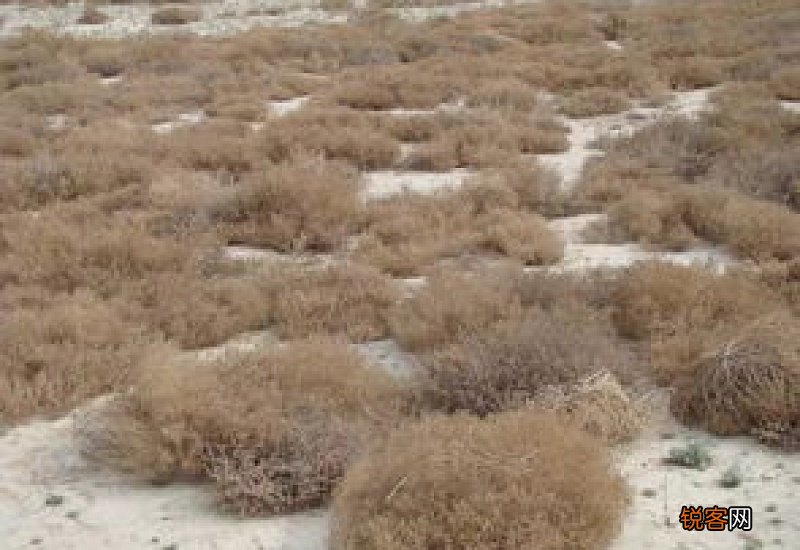 蓬灰水是什么东西?