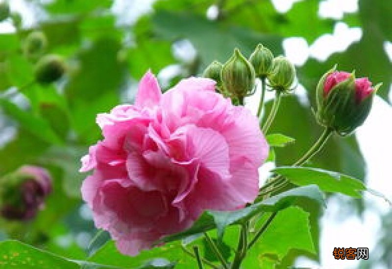 木芙蓉花语是什么