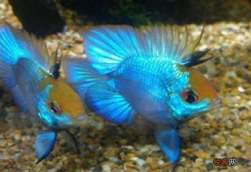 荷兰凤凰球好养吗