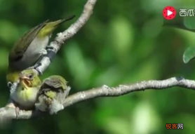 绣眼鸟小叫不敢大叫是为什么