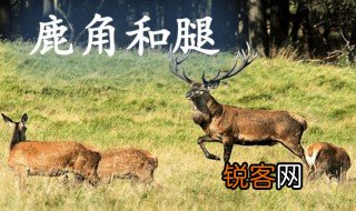 鹿角与鹿腿的寓意出自哪里 鹿角与鹿腿的寓意介绍