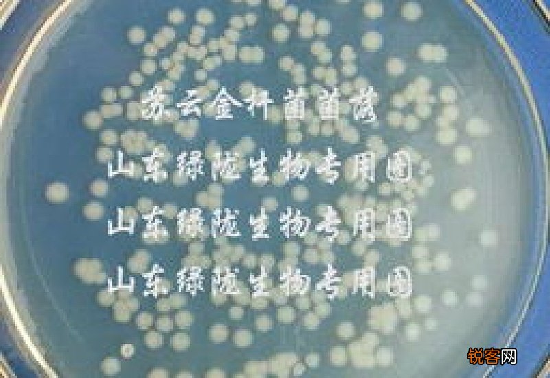 芽孢杆菌怎么活化