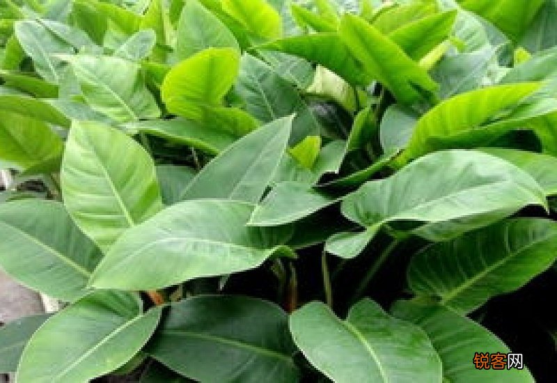 室内观叶植物养护方法