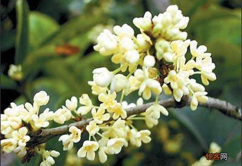 桂花靠接多久可以切断